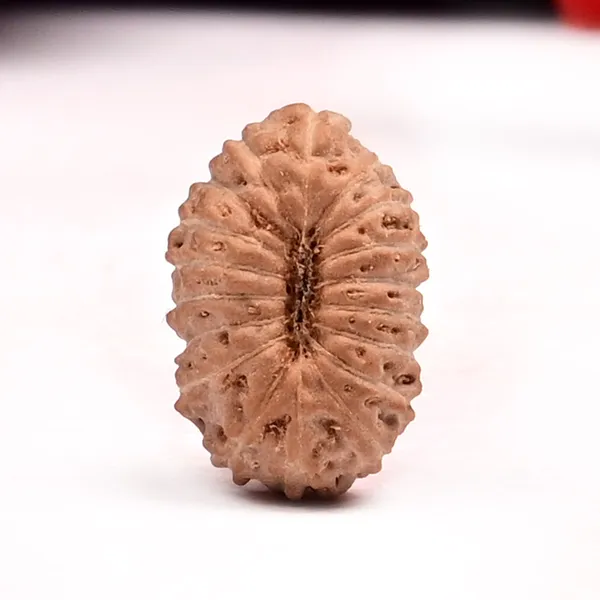 18_Mukhi_From_Java_Indonesia_Small_Clxxv
