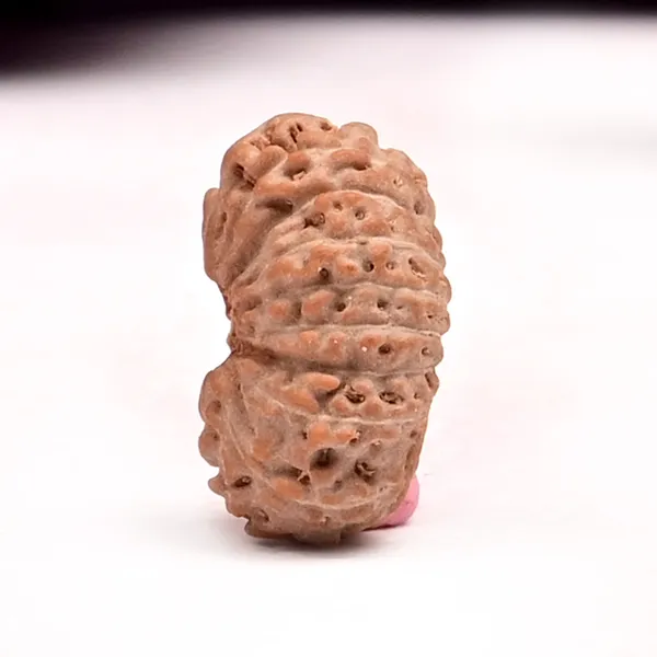 18_Mukhi_From_Java_Indonesia_Small_Clxxv