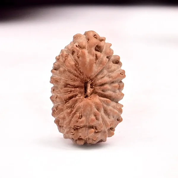 18_Mukhi_From_Java_Indonesia_Small_Clxxv