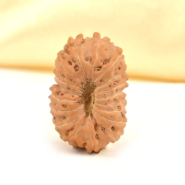 18_Mukhi_Rudraksha_Bead_From_Java_Indonesia