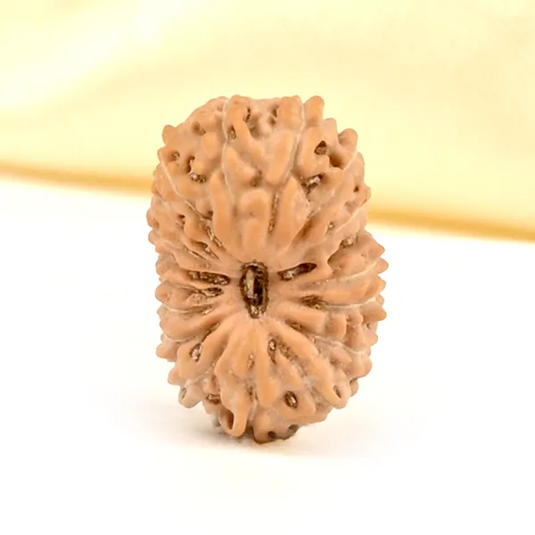 18_Mukhi_Rudraksha_Bead_From_Java_Indonesia