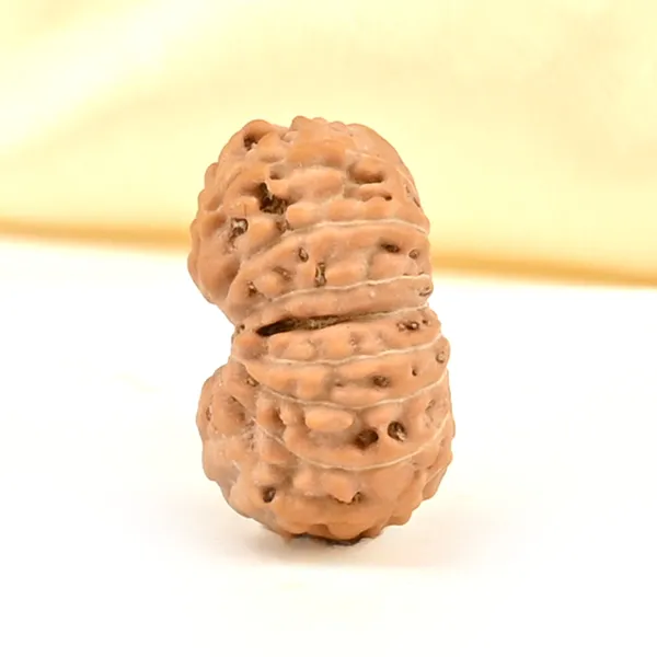 18_Mukhi_Rudraksha_Bead_From_Java_Indonesia