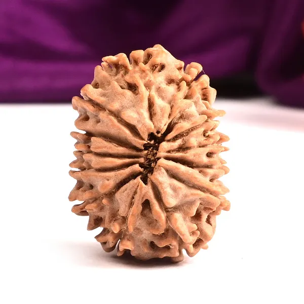 13_Mukhi_From_Nepal_Small_Cccix