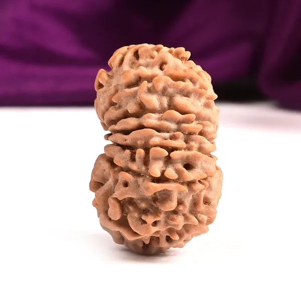 13_Mukhi_From_Nepal_Small_Cccix