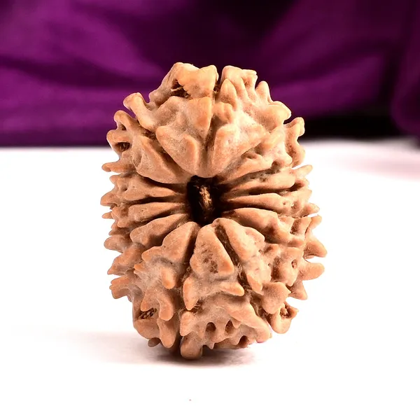 13_Mukhi_From_Nepal_Small_Cccix