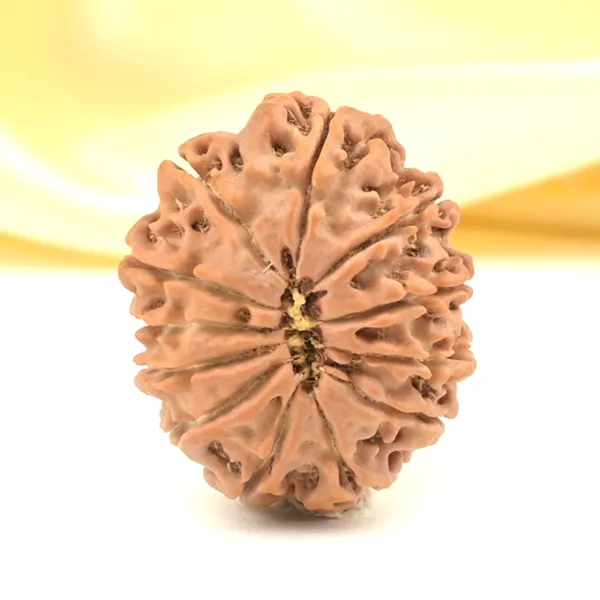 12_Mukhi_From_Nepal_Small_Cdxxiv