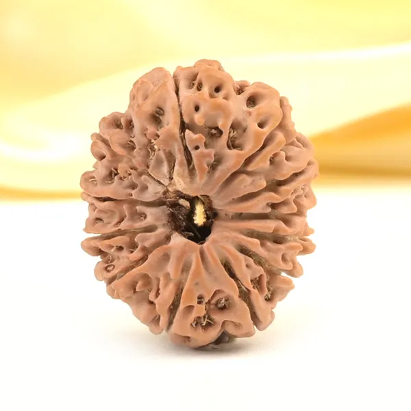 12_Mukhi_From_Nepal_Small_Cdxxiv