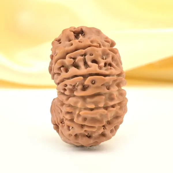 12_Mukhi_From_Nepal_Small_Cdxxiv