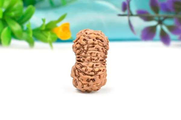 18_Mukhi_From_Java_Indonesia_Large_Cxiii