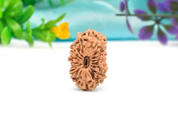 18_Mukhi_From_Java_Indonesia_Large_Cxiii