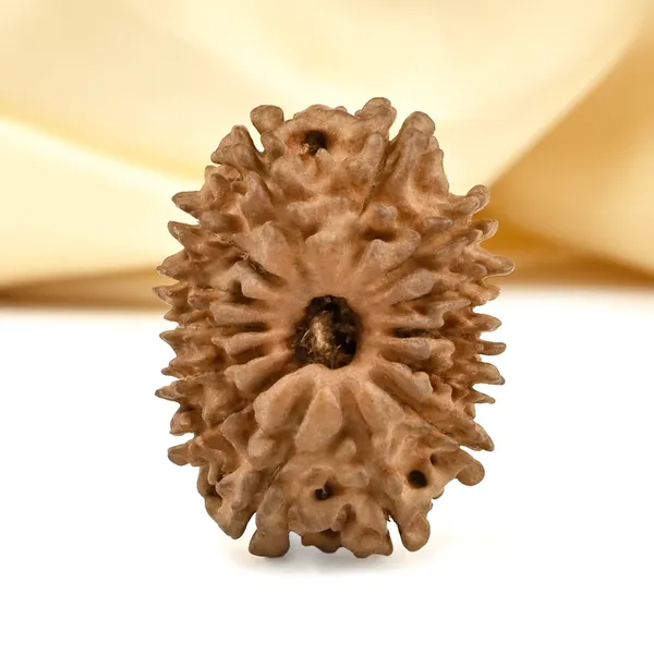 14_Mukhi_From_Nepal_Cclvi_Small