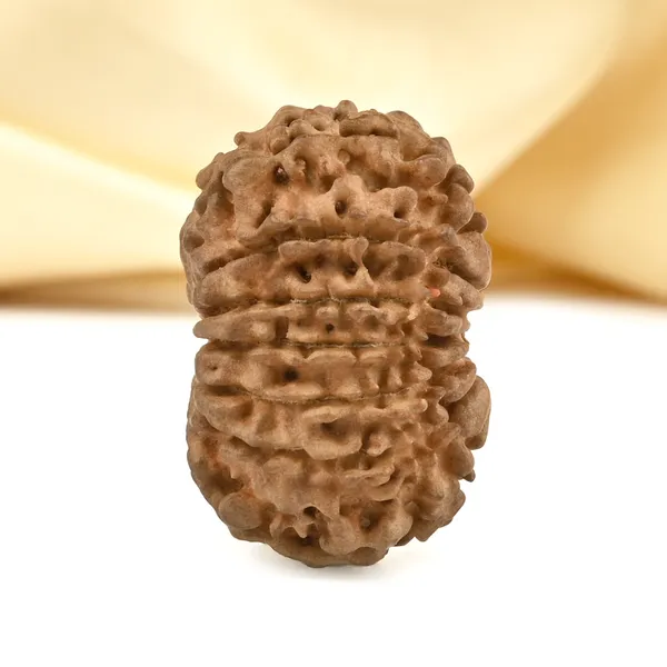 14_Mukhi_From_Nepal_Cclvi_Small