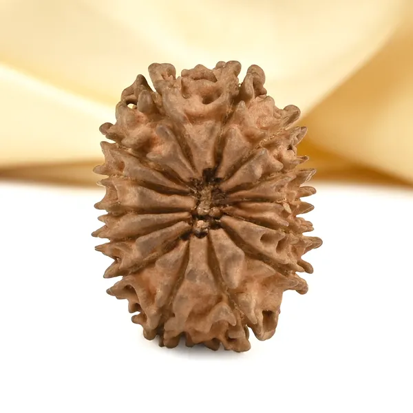 14_Mukhi_From_Nepal_Cclvi_Small
