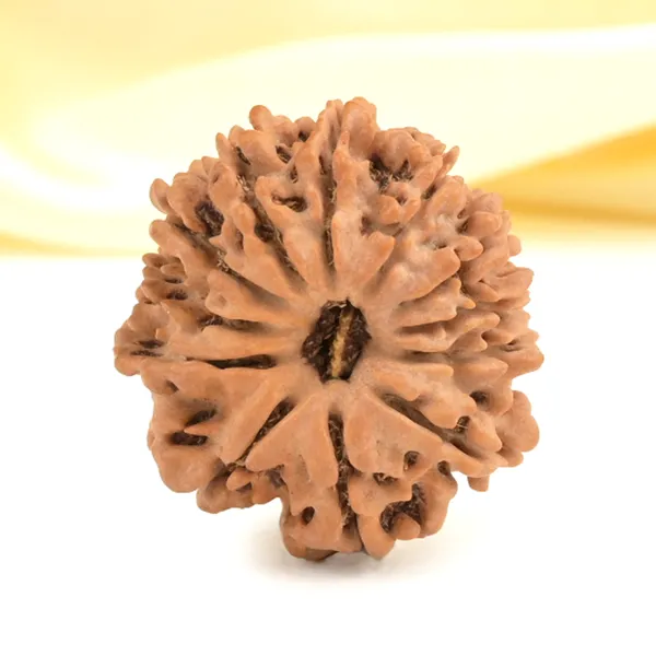 Techpandit_12_Mukhi_Nepali_Rudraksha_Bead_Brown