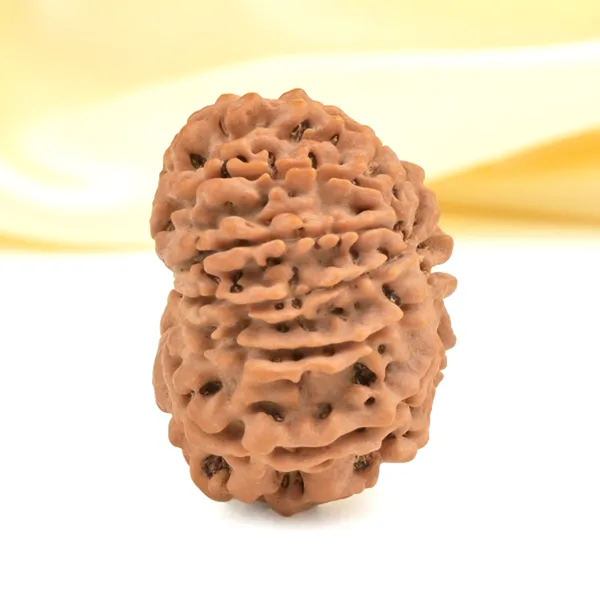 Techpandit_12_Mukhi_Nepali_Rudraksha_Bead_Brown