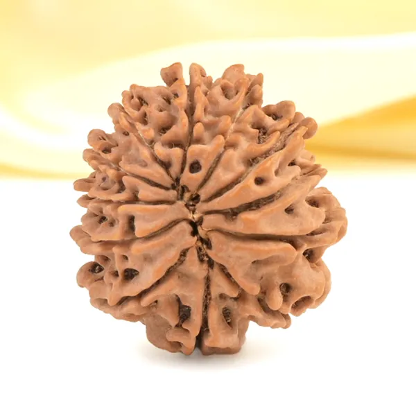 Techpandit_12_Mukhi_Nepali_Rudraksha_Bead_Brown