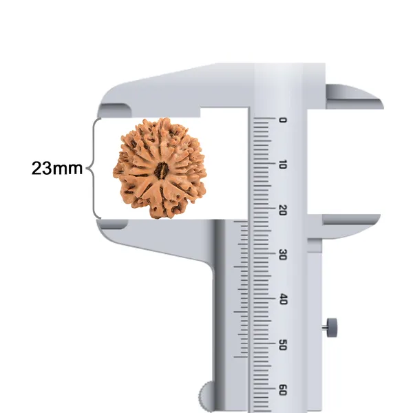 Techpandit_12_Mukhi_Nepali_Rudraksha_Bead_Brown