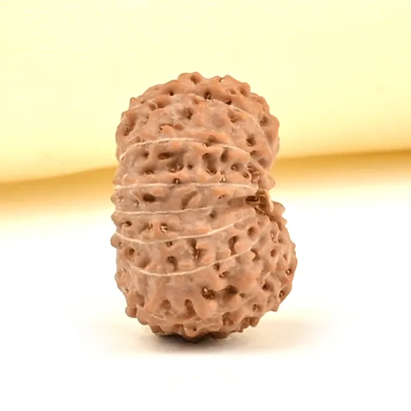 15_Mukhi_From_Java_Indonesia_Small_Cclxiv