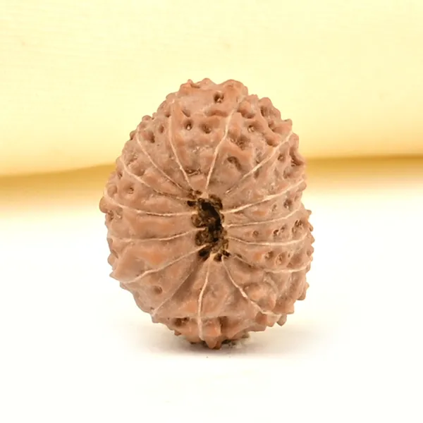 15_Mukhi_From_Java_Indonesia_Small_Cclxiv