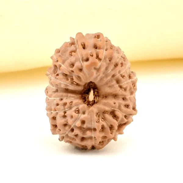 15_Mukhi_From_Java_Indonesia_Small_Cclxiv