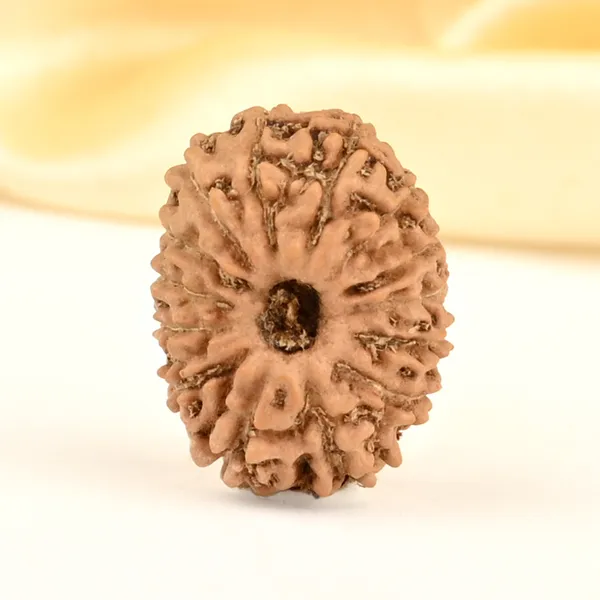 14_Mukhi_From_Java_Indonesia_Small_Cdxxvii