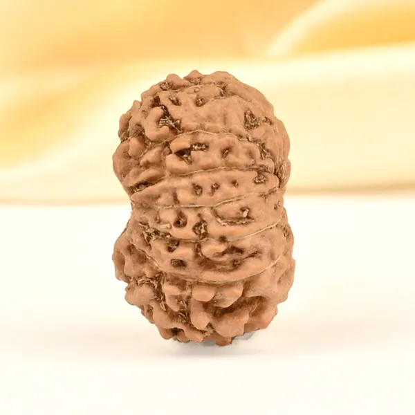 14_Mukhi_From_Java_Indonesia_Small_Cdxxvii