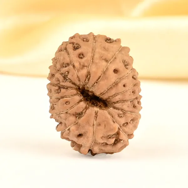 14_Mukhi_From_Java_Indonesia_Small_Cdxxvii