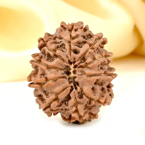 Techpandit_10_Mukhi_Nepal_Rudraksha_Bead