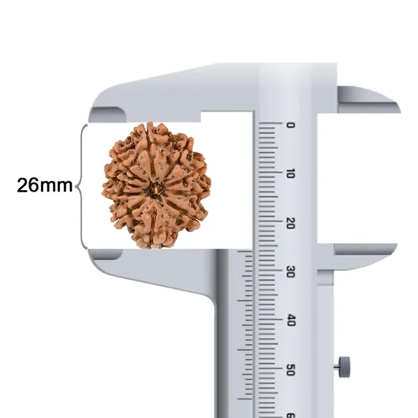 Techpandit_10_Mukhi_Nepal_Rudraksha_Bead
