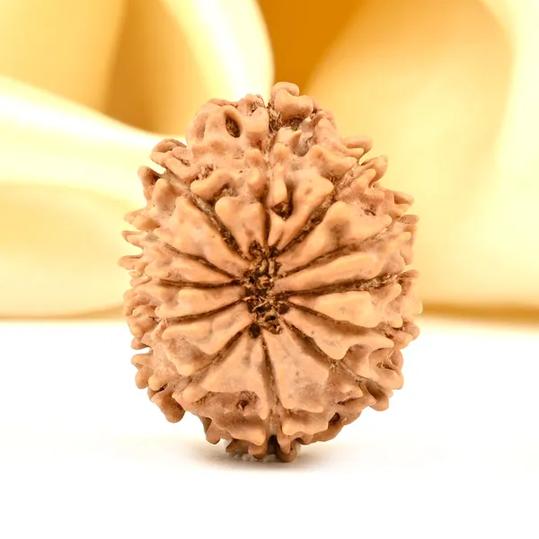 12_Mukhi_Rudraksha_Bead_Nepal_Origin