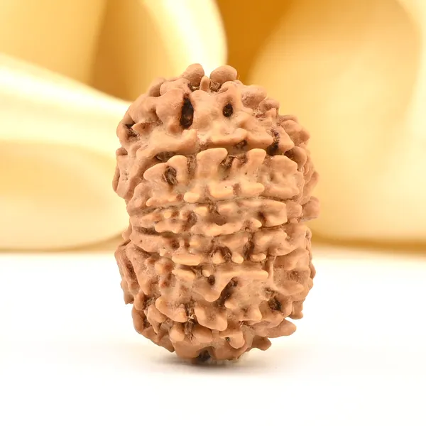 12_Mukhi_Rudraksha_Bead_Nepal_Origin