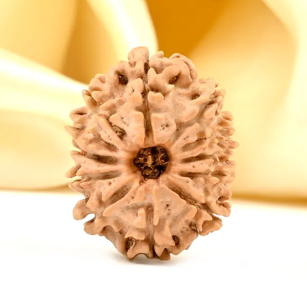12_Mukhi_Rudraksha_Bead_Nepal_Origin