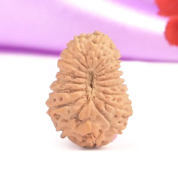 18_Mukhi_From_Java_Indonesia_Large_Cvii