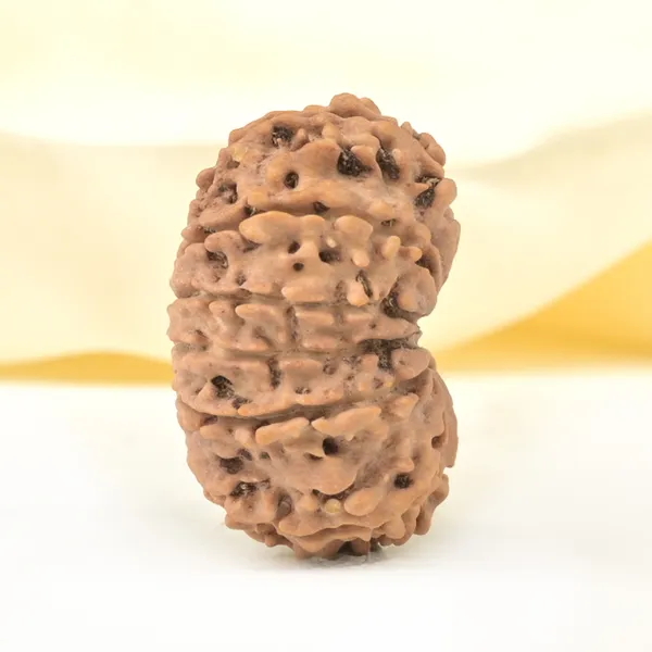 Techpandit_12_Mukhi_Rudraksha_Bead_Nepal_Large