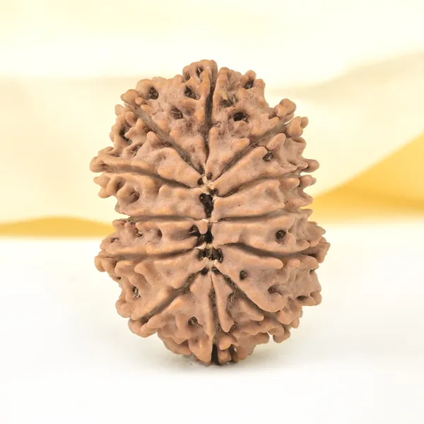 Techpandit_12_Mukhi_Rudraksha_Bead_Nepal_Large