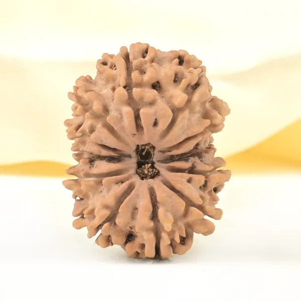 Techpandit_12_Mukhi_Rudraksha_Bead_Nepal_Large