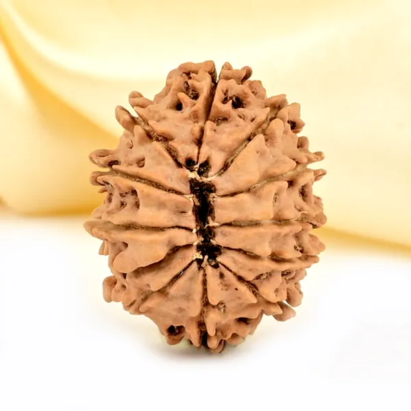 12_Mukhi_From_Nepal_Small_Cdlxxxvii