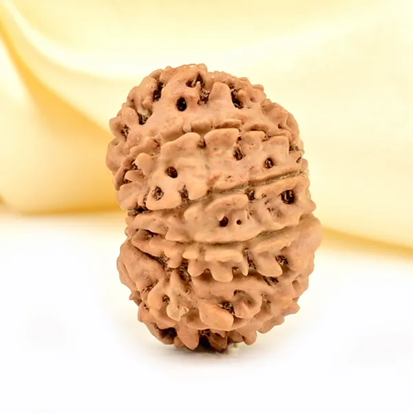12_Mukhi_From_Nepal_Small_Cdlxxxvii