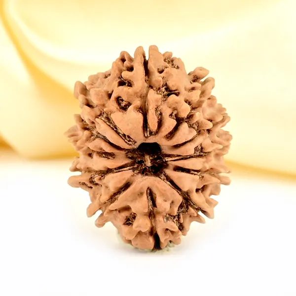 12_Mukhi_From_Nepal_Small_Cdlxxxvii