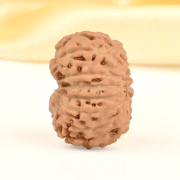 14_Mukhi_From_Java_Indonesia_Small_Cdxix