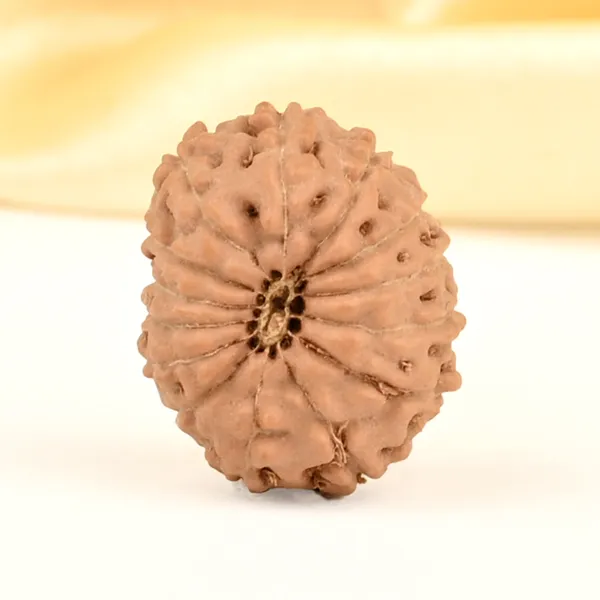 14_Mukhi_From_Java_Indonesia_Small_Cdxix