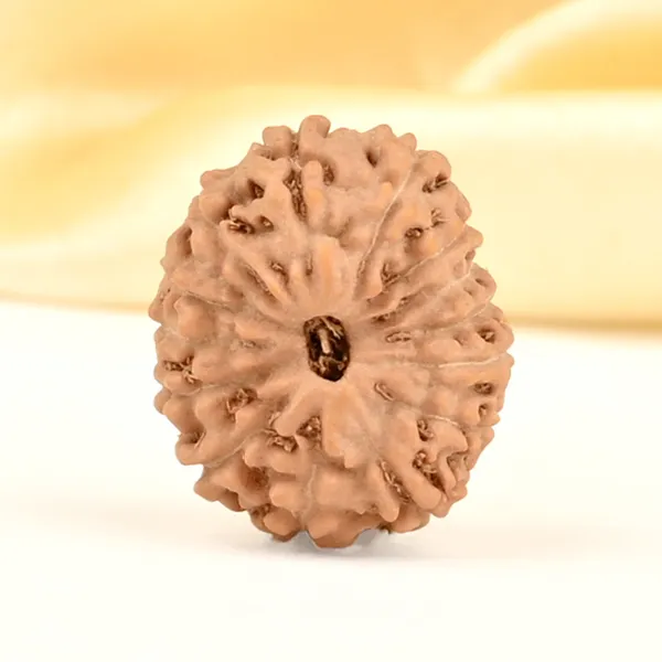14_Mukhi_From_Java_Indonesia_Small_Cdxix