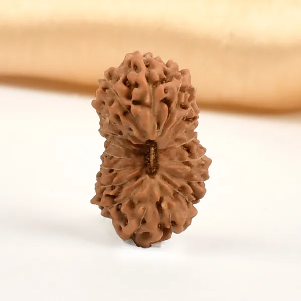 18_Mukhi_From_Java_Indonesia_Cxxviii