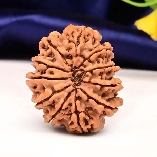 Techpandit_11_Mukhi_Nepal_Rudraksha_Bead_Brown_Large