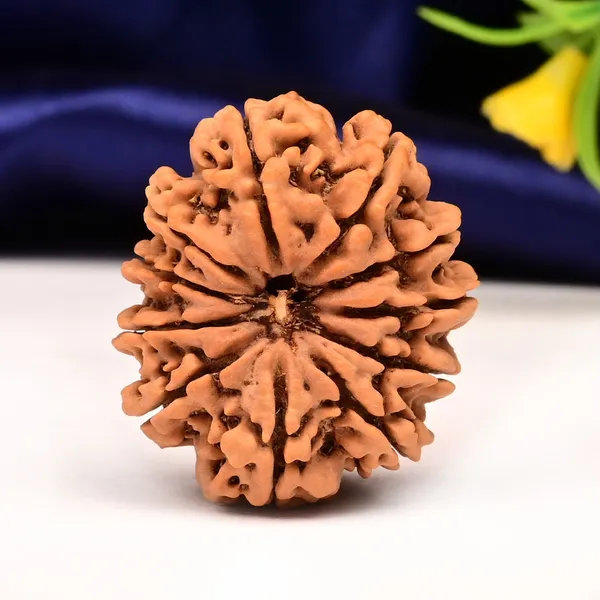 Techpandit_11_Mukhi_Nepal_Rudraksha_Bead_Brown_Large