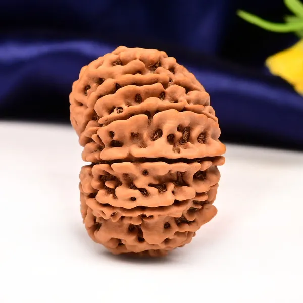 Techpandit_11_Mukhi_Nepal_Rudraksha_Bead_Brown_Large