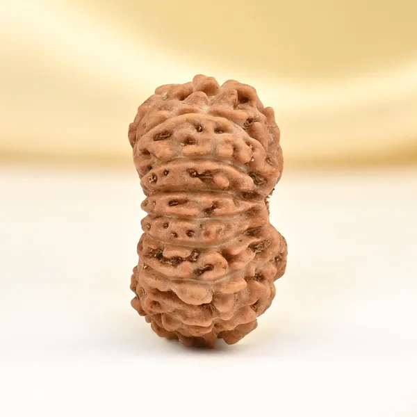 17_Mukhi_Rudraksha_Bead_From_Java_Indonesia
