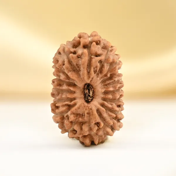 17_Mukhi_Rudraksha_Bead_From_Java_Indonesia