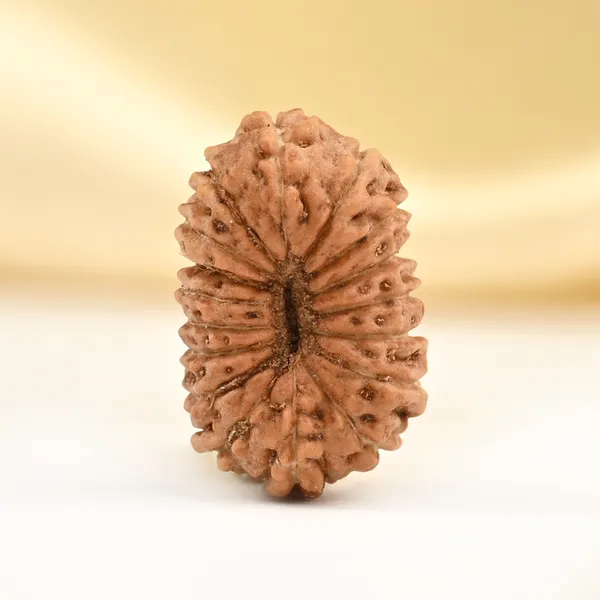 17_Mukhi_Rudraksha_Bead_From_Java_Indonesia