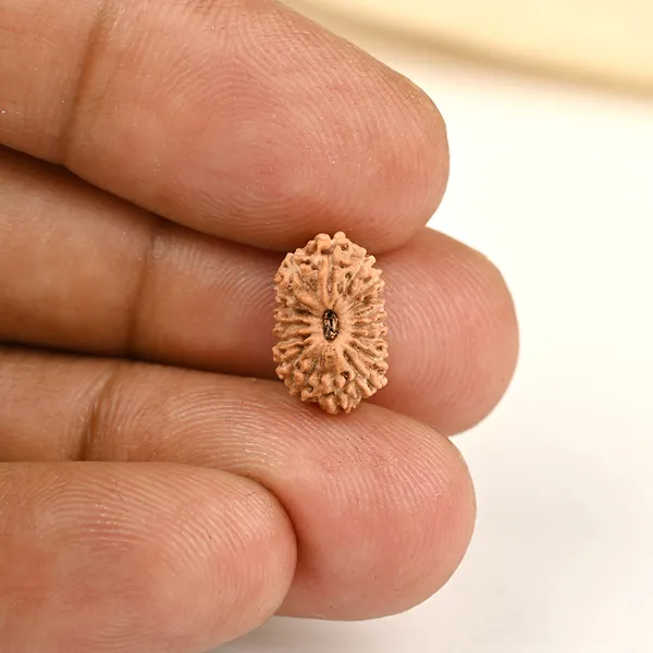 17_Mukhi_Rudraksha_Bead_From_Java_Indonesia